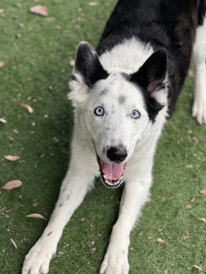 Bandit, an adoptable Border Collie in Sacramento, CA, 95828 | Photo Image 3