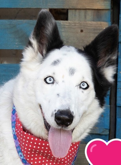 Bandit, an adoptable Border Collie in Sacramento, CA, 95828 | Photo Image 5