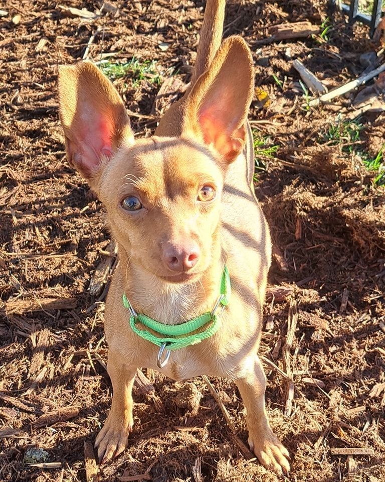 Ana, an adoptable Chihuahua in Silverton, OR, 97381 | Photo Image 3