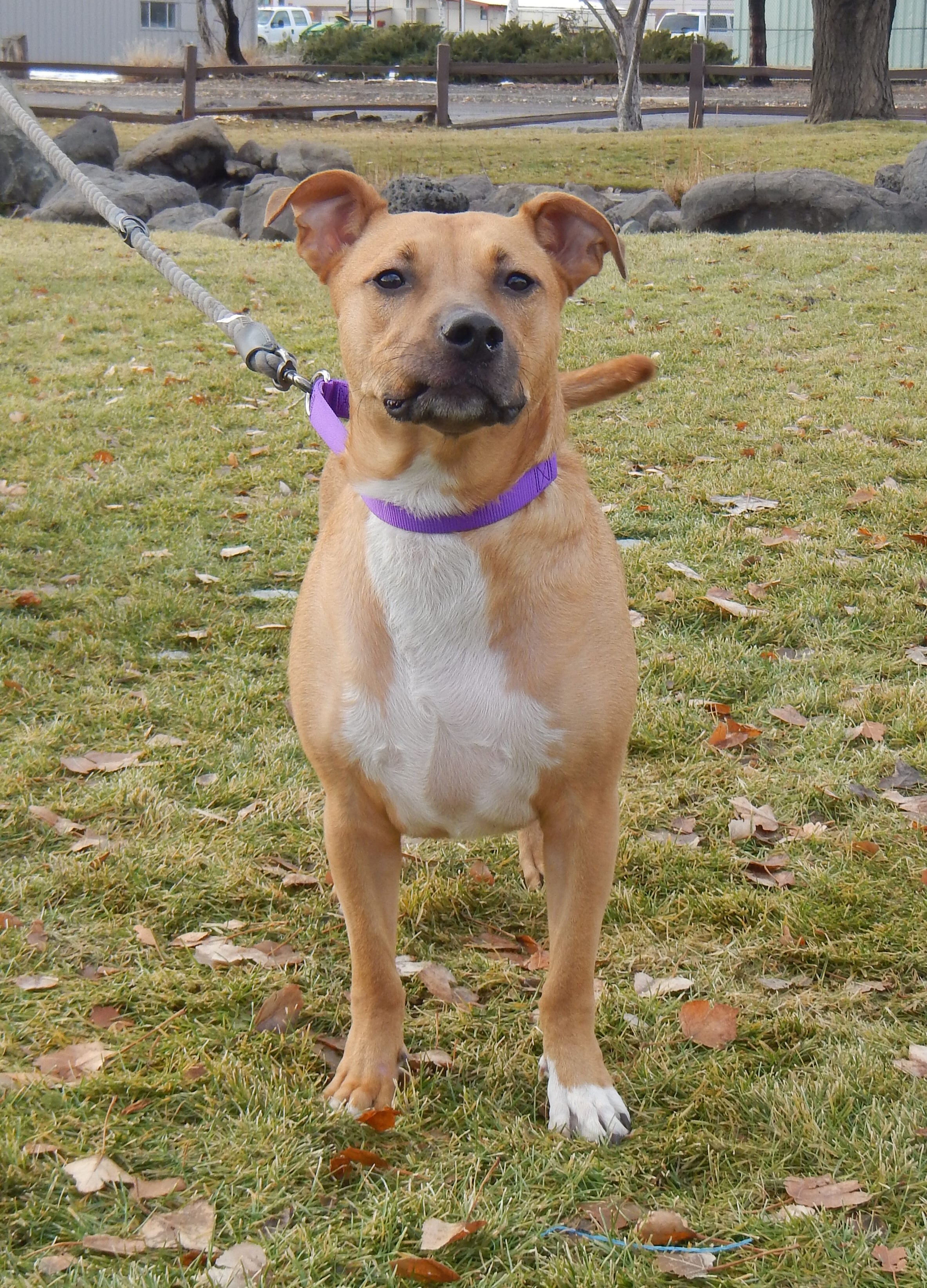 Cassie, an adoptable Cattle Dog in Susanville, CA, 96130 | Photo Image 4