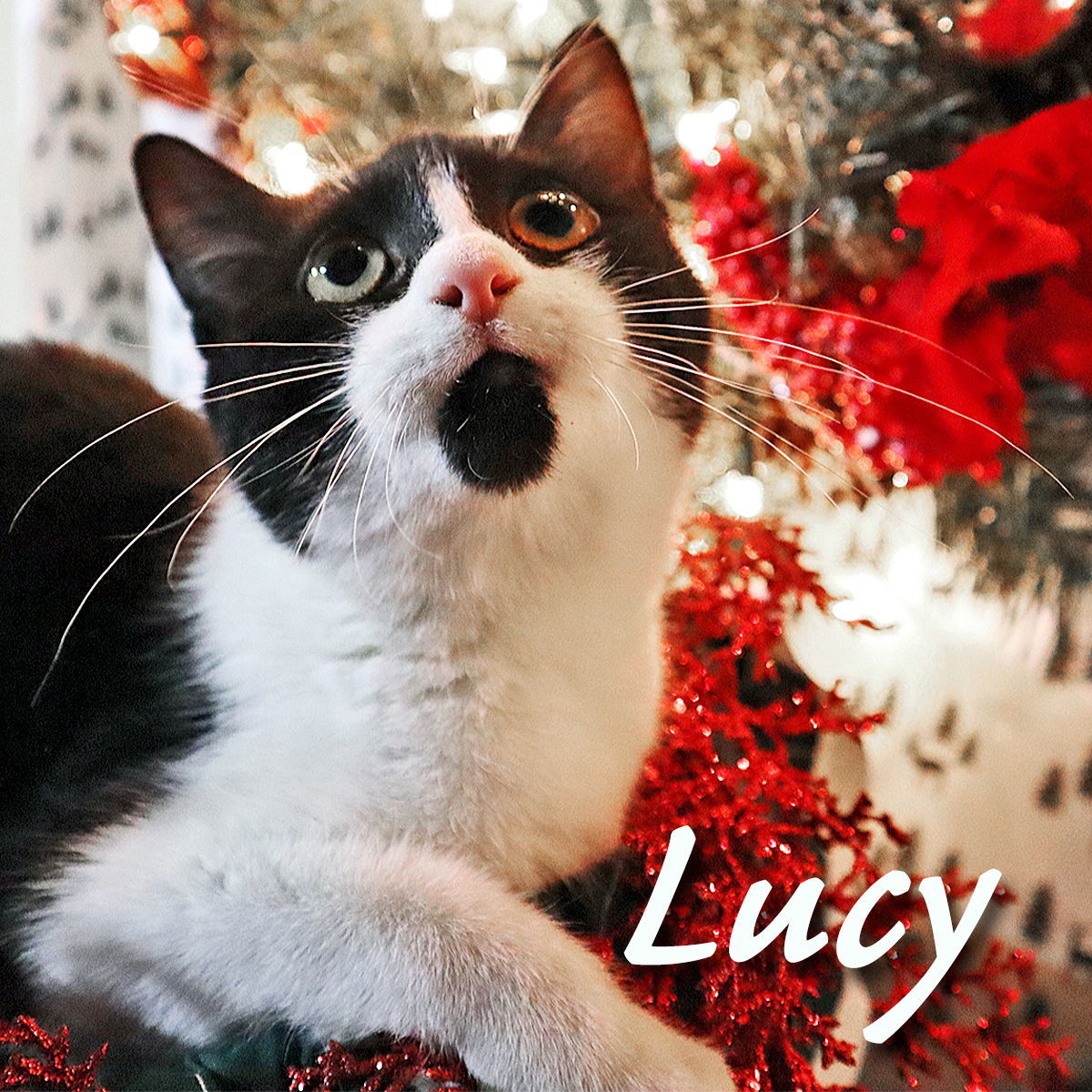 Lucy, an adoptable Domestic Short Hair in Apollo, PA, 15613 | Photo Image 1