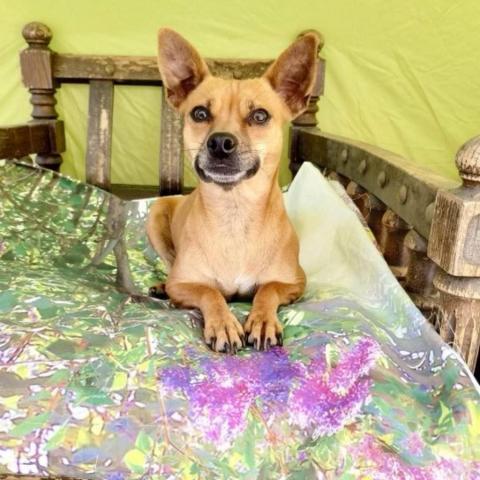 Mica, an adoptable Terrier & Chihuahua Mix in San Diego, CA_image-2