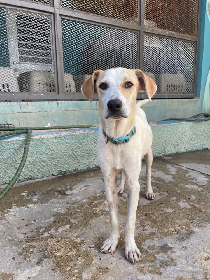 Jackson, an adoptable Labrador Retriever Mix in Loiza, PR_image-1