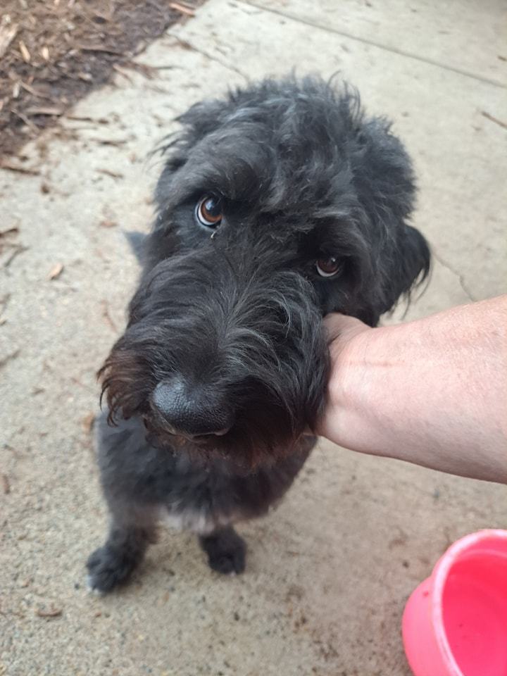 Irish wolfhound cross store labrador