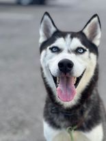Blu, an adoptable Husky in Wantagh, NY_image-1