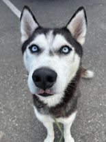 Blu, an adoptable Husky in Wantagh, NY_image-2