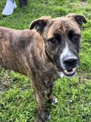 BRONN's profile on Petfinder.com