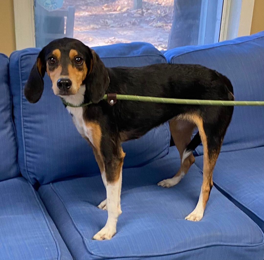 Louise, an adoptable Hound in Eastpoint, FL, 32328 | Photo Image 1