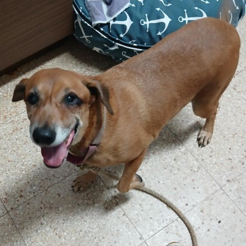 Venus Williams, an adoptable Mixed Breed in Vieques, PR, 00765 | Photo Image 1