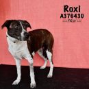 ROXI's profile on Petfinder.com