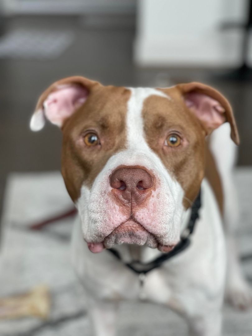 Rubble , an adoptable American Staffordshire Terrier in Portland, OR, 97220 | Photo Image 4