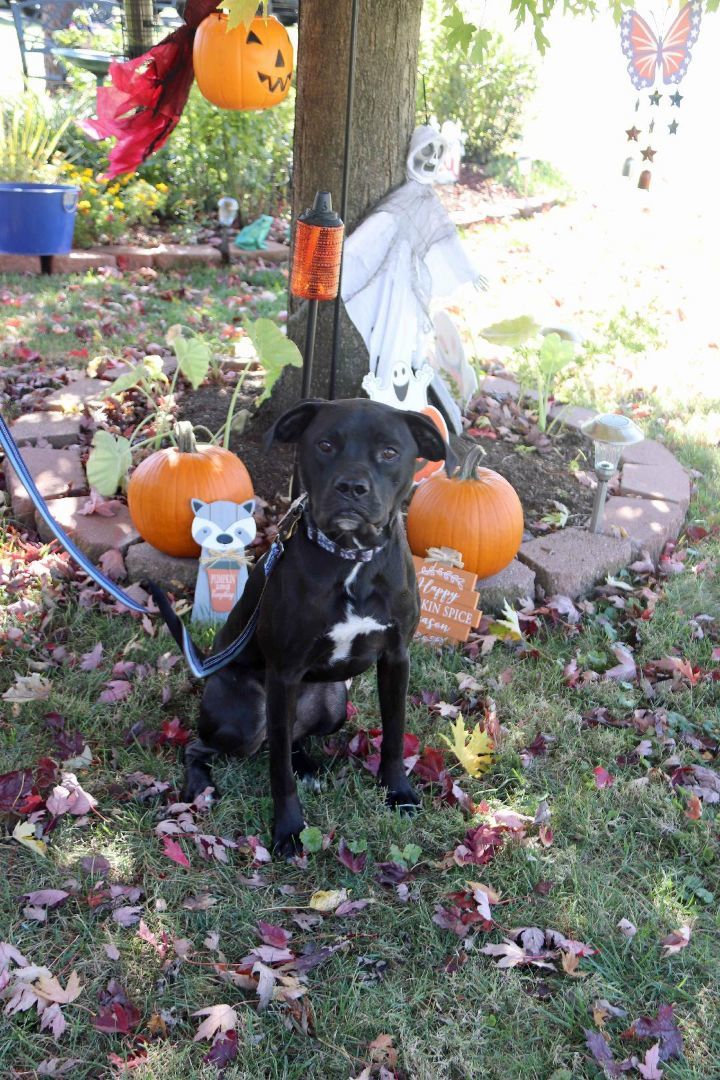 Hughie, an adoptable Black Labrador Retriever in Louisville, KY_image-3