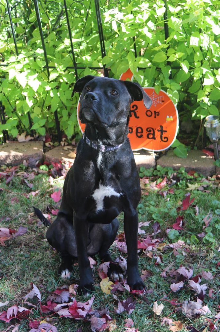 Hughie, an adoptable Black Labrador Retriever in Louisville, KY_image-4