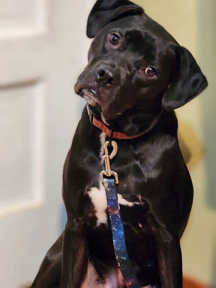 Hughie, an adoptable Black Labrador Retriever in Louisville, KY_image-6