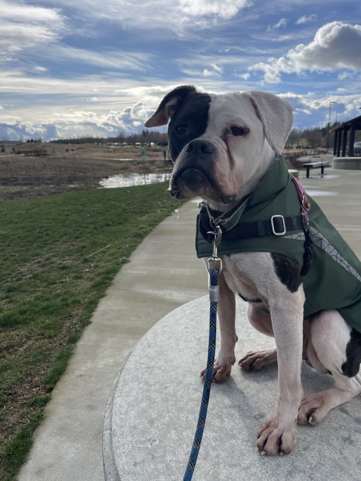 Kiska, an adoptable American Bulldog Mix in Bellingham, WA_image-3