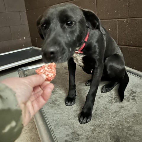 Mars, an adoptable Black Labrador Retriever in Grand Junction, CO, 81505 | Photo Image 1