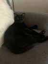 Gomez
