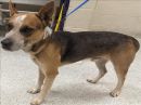 PABLO's profile on Petfinder.com