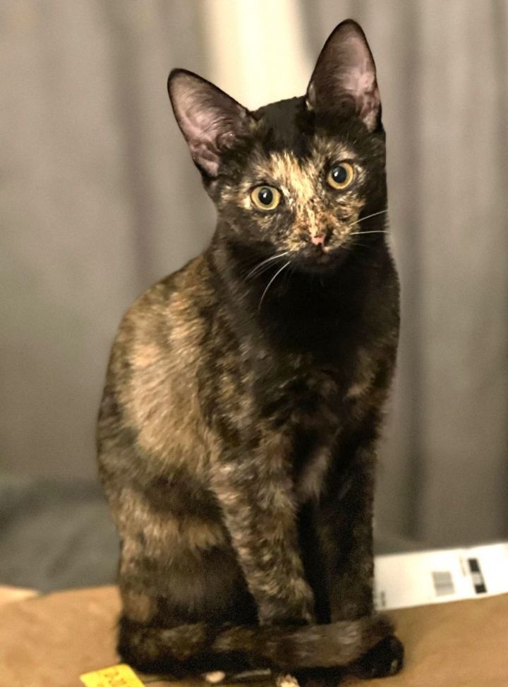 Onyx, an adoptable Tortoiseshell & Domestic Short Hair Mix in Mission Viejo, CA_image-1