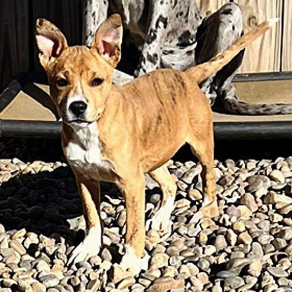 Magnus, an adoptable Husky & Terrier Mix in Oklahoma City, OK_image-5