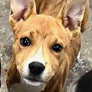 Magnus, an adoptable Husky & Terrier Mix in Oklahoma City, OK_image-1