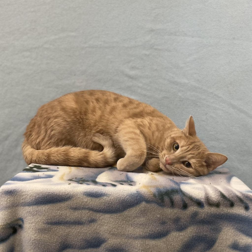 Garfield, an adoptable Domestic Short Hair in North Battleford, SK, S9A 2M7 | Photo Image 1