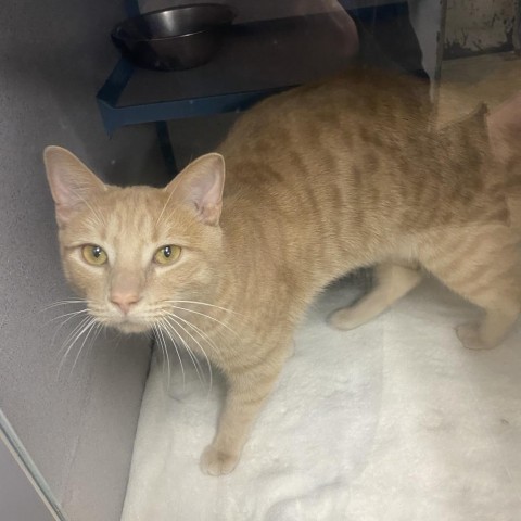 Garfield, an adoptable Domestic Short Hair in North Battleford, SK, S9A 2M7 | Photo Image 2