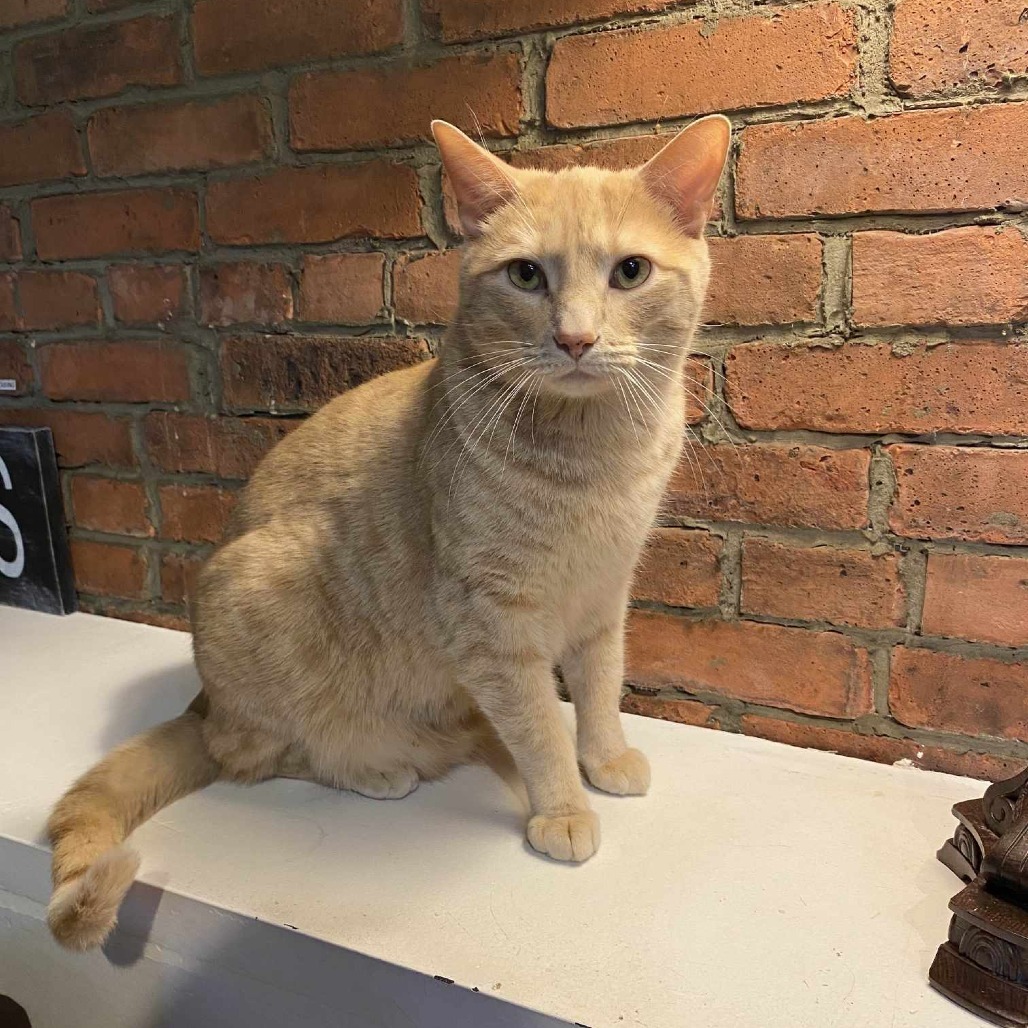 Garfield