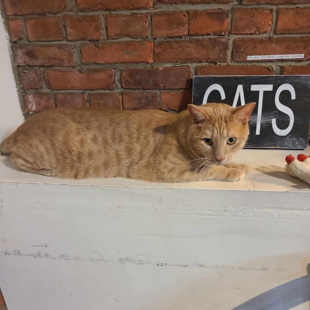 Garfield