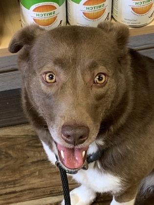 CiCi