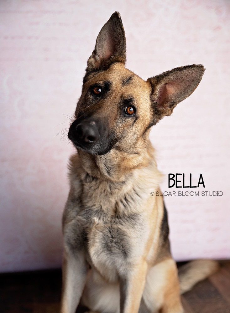 Bella, an adoptable German Shepherd Dog in Littleton, CO, 80126 | Photo Image 1