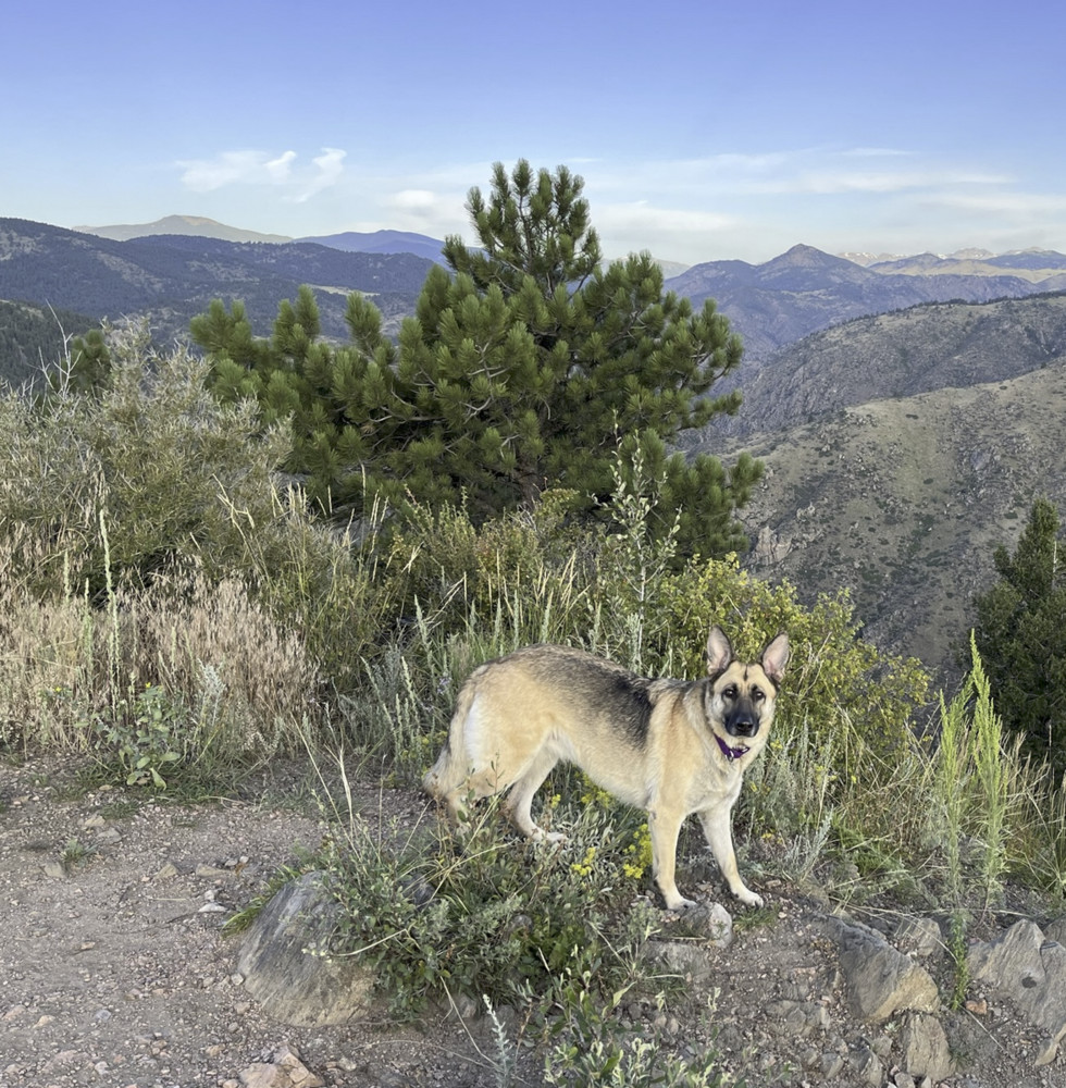 Bella, an adoptable German Shepherd Dog in Littleton, CO, 80126 | Photo Image 2