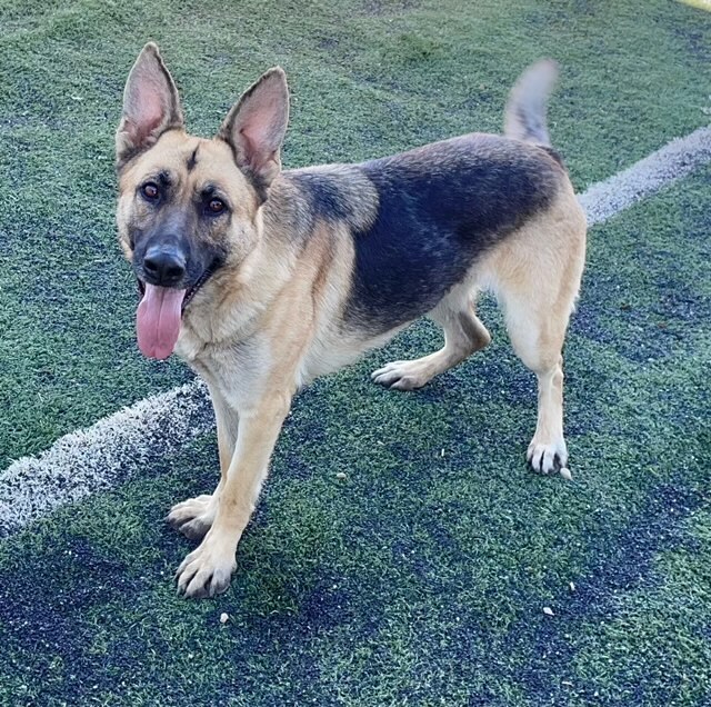 Bella, an adoptable German Shepherd Dog in Littleton, CO, 80126 | Photo Image 3