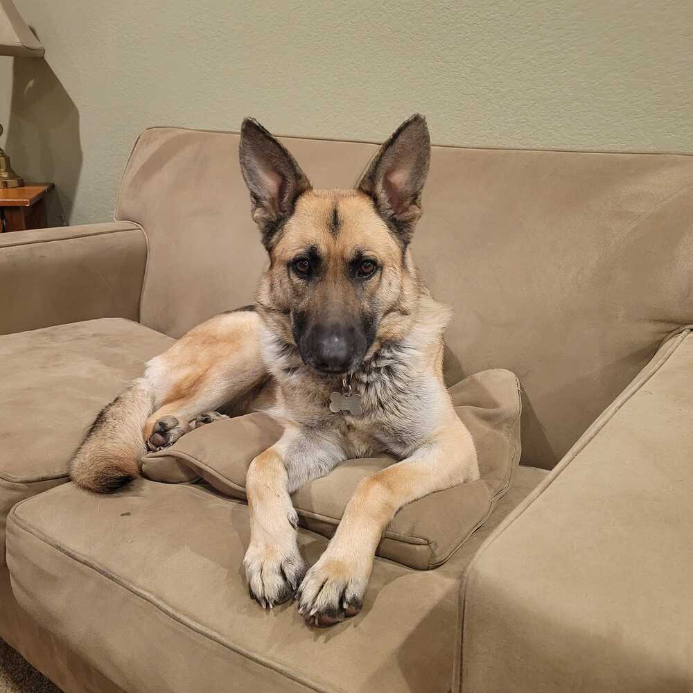 Bella, an adoptable German Shepherd Dog in Littleton, CO, 80126 | Photo Image 4