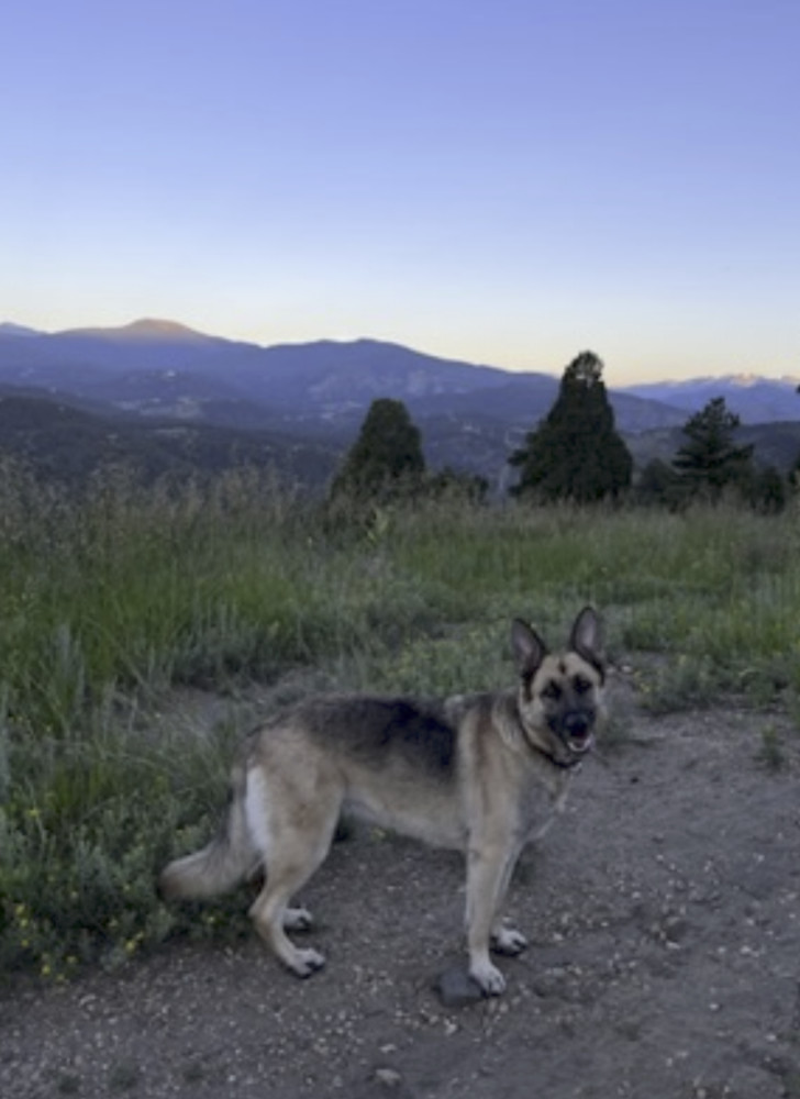 Bella, an adoptable German Shepherd Dog in Littleton, CO, 80126 | Photo Image 5