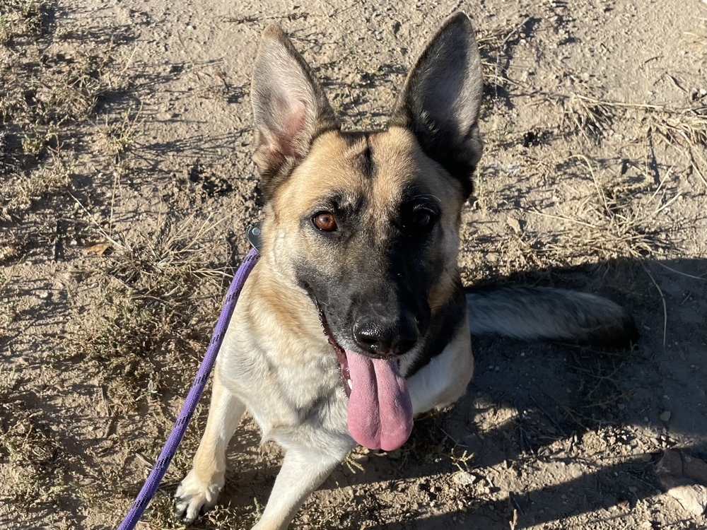 Bella, an adoptable German Shepherd Dog in Littleton, CO, 80126 | Photo Image 6