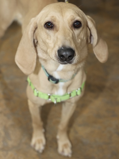 Journey, an adoptable Redbone Coonhound Mix in Hastings, MN_image-3
