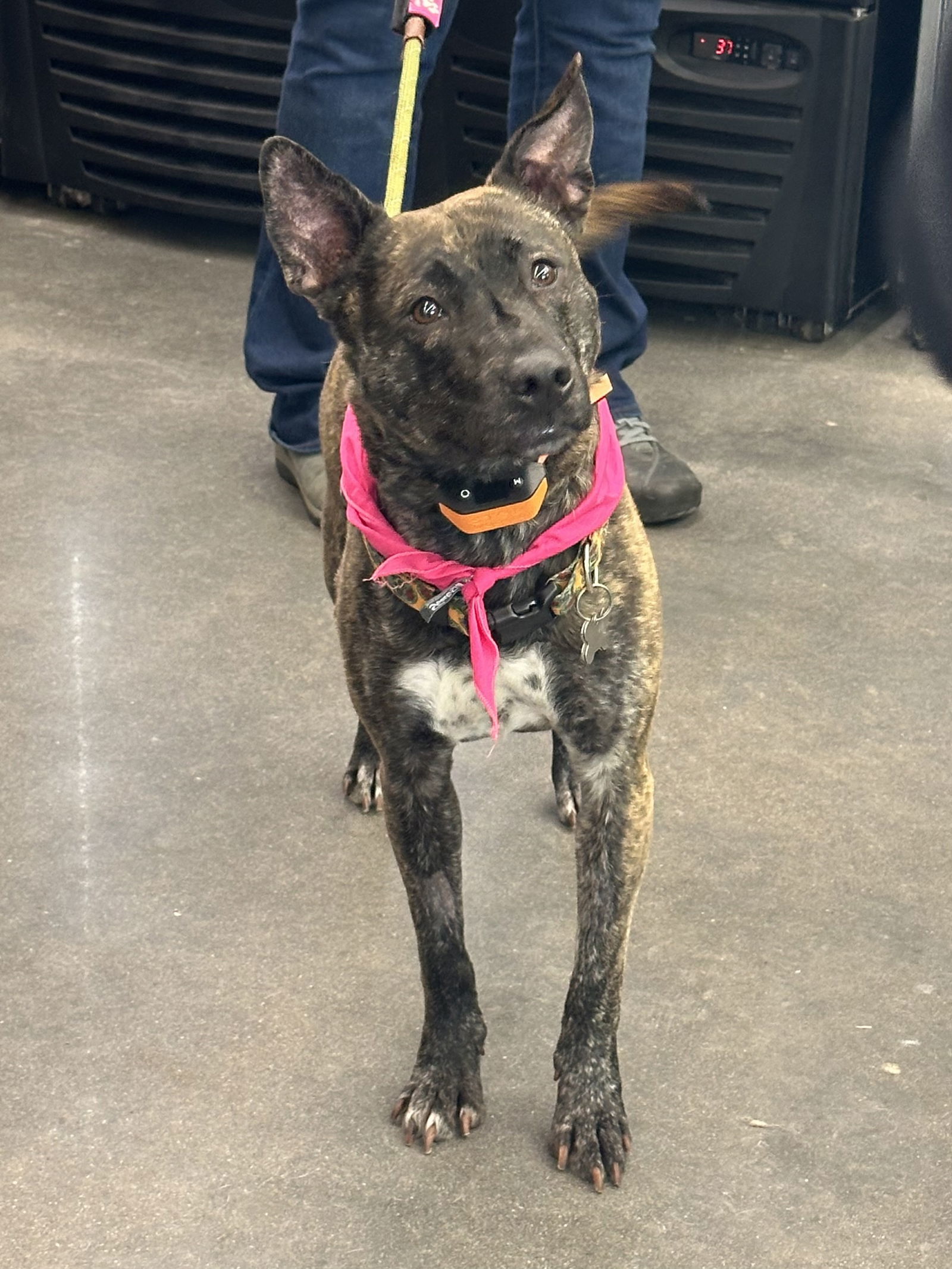 Martha, an adoptable Pit Bull Terrier, Staffordshire Bull Terrier in Crystal, MN, 55428 | Photo Image 1