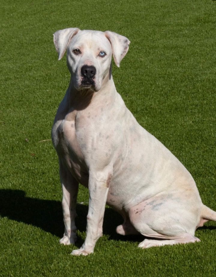 Dog for adoption - Dogo girls (Brava, Bonnie, Bella), a Dogo Argentino in  Belleville, MI