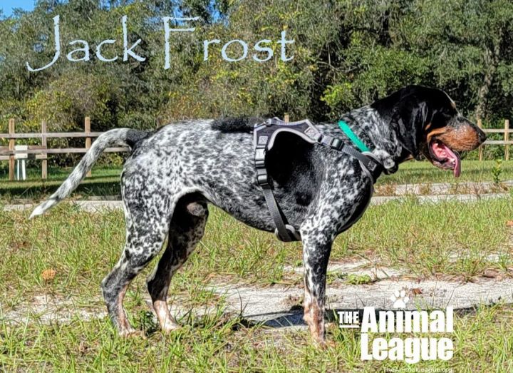 Jack Frost, an adoptable Bluetick Coonhound in Clermont, FL_image-2