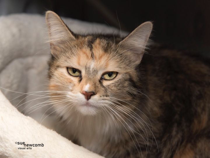 Edith, an adoptable Calico in Shorewood, IL_image-1