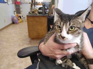 Pets for Adoption at Town of Paradise Animal Shelter, in Paradise, CA |  Petfinder