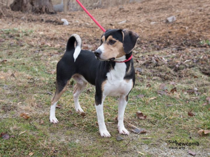 Todd, an adoptable Beagle Mix in Shorewood, IL_image-2