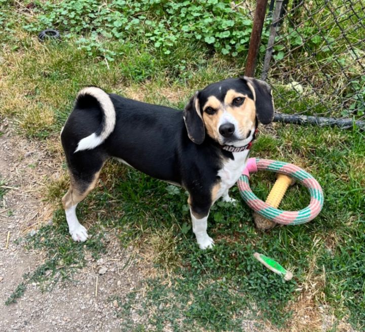 Todd, an adoptable Beagle in Shorewood, IL_image-4