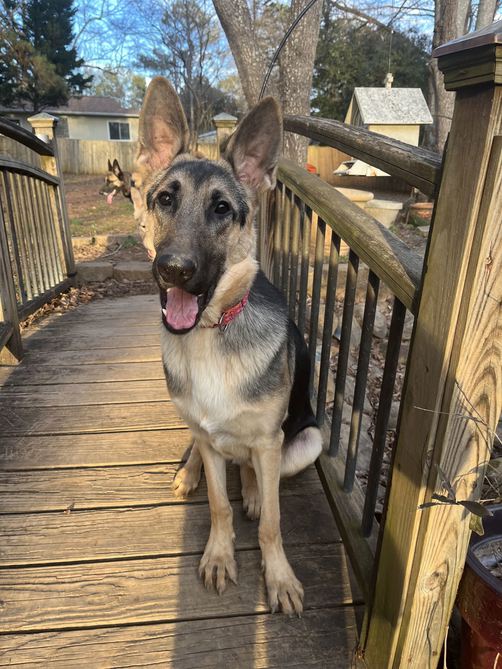 Enzo, an adoptable German Shepherd Dog in Raleigh, NC, 27619 | Photo Image 1