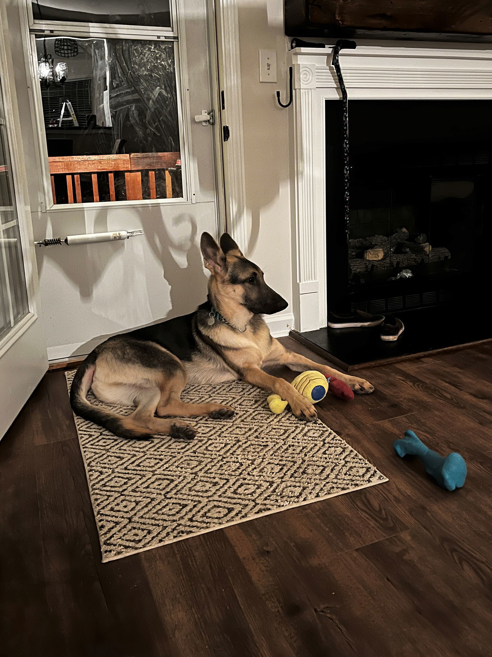 Enzo, an adoptable German Shepherd Dog in Raleigh, NC, 27619 | Photo Image 2