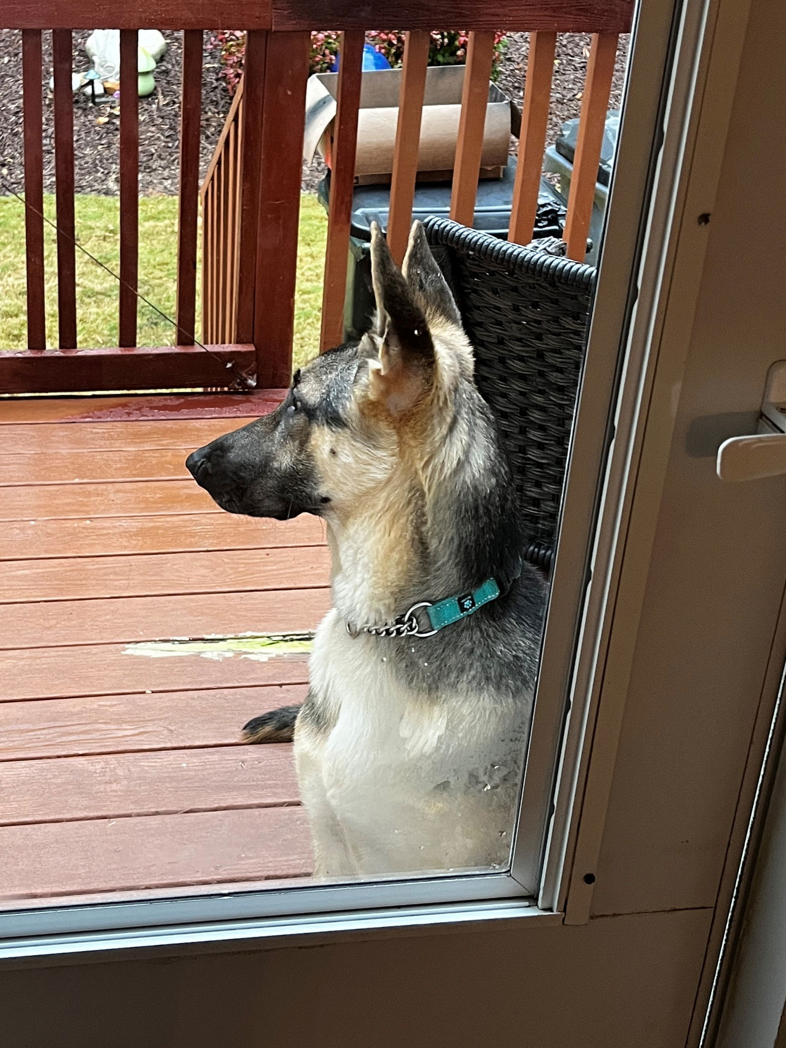 Enzo, an adoptable German Shepherd Dog in Raleigh, NC, 27619 | Photo Image 3