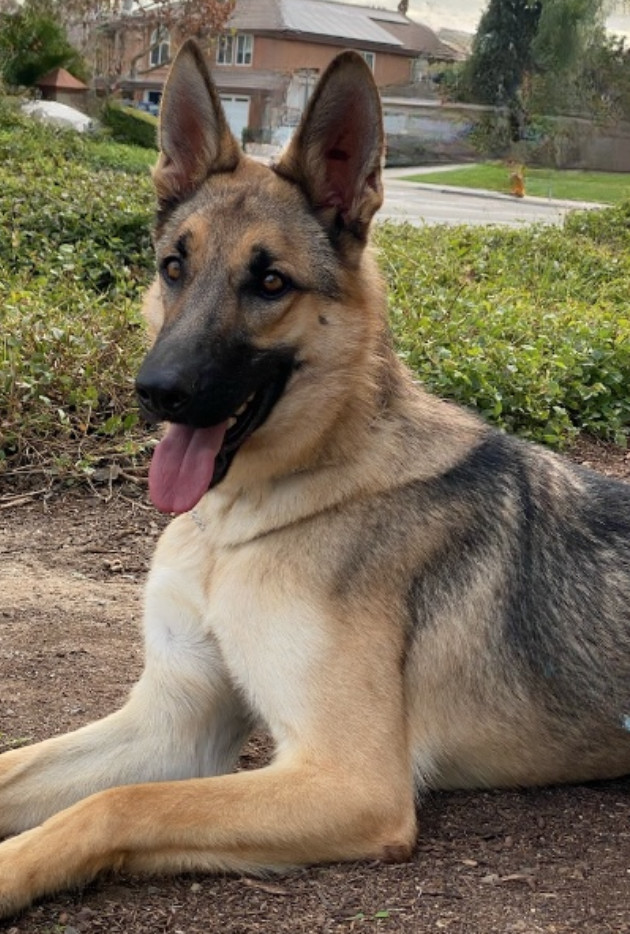 Short haired clearance german shepherd dog