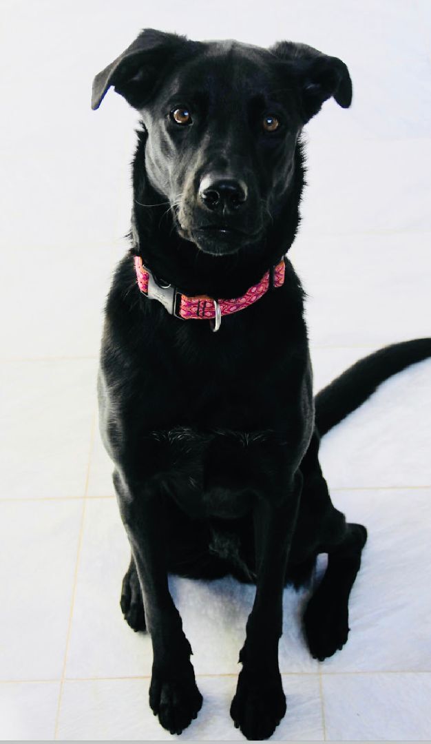 Vera, an adoptable Black Labrador Retriever & Shepherd Mix in Watchung, NJ_image-5
