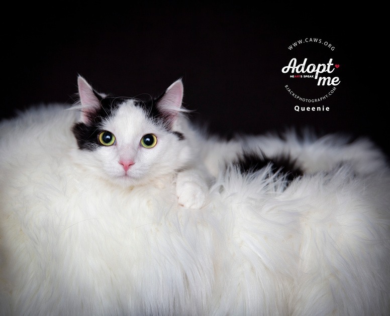 Queenie, an adoptable Domestic Medium Hair in Salt Lake City, UT, 84117 | Photo Image 1